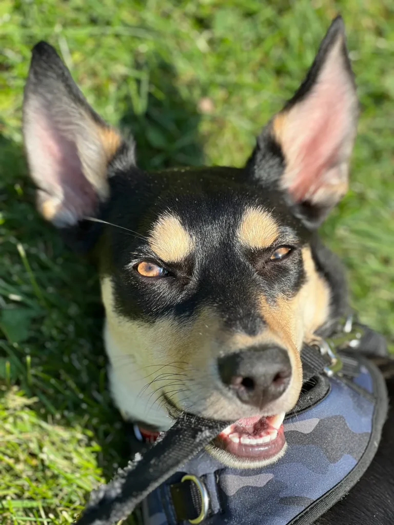 A small black-and-tan dog smiling up at the camera.