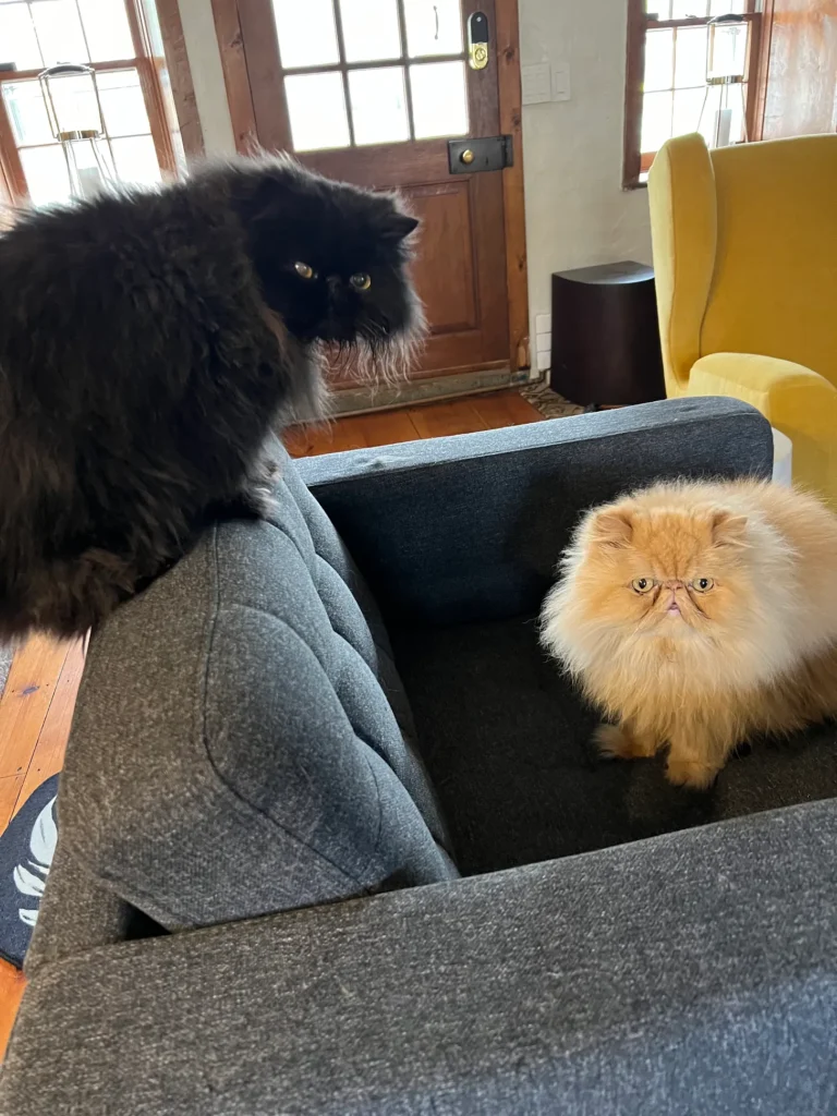 A black Persian cat with a orange Persian.