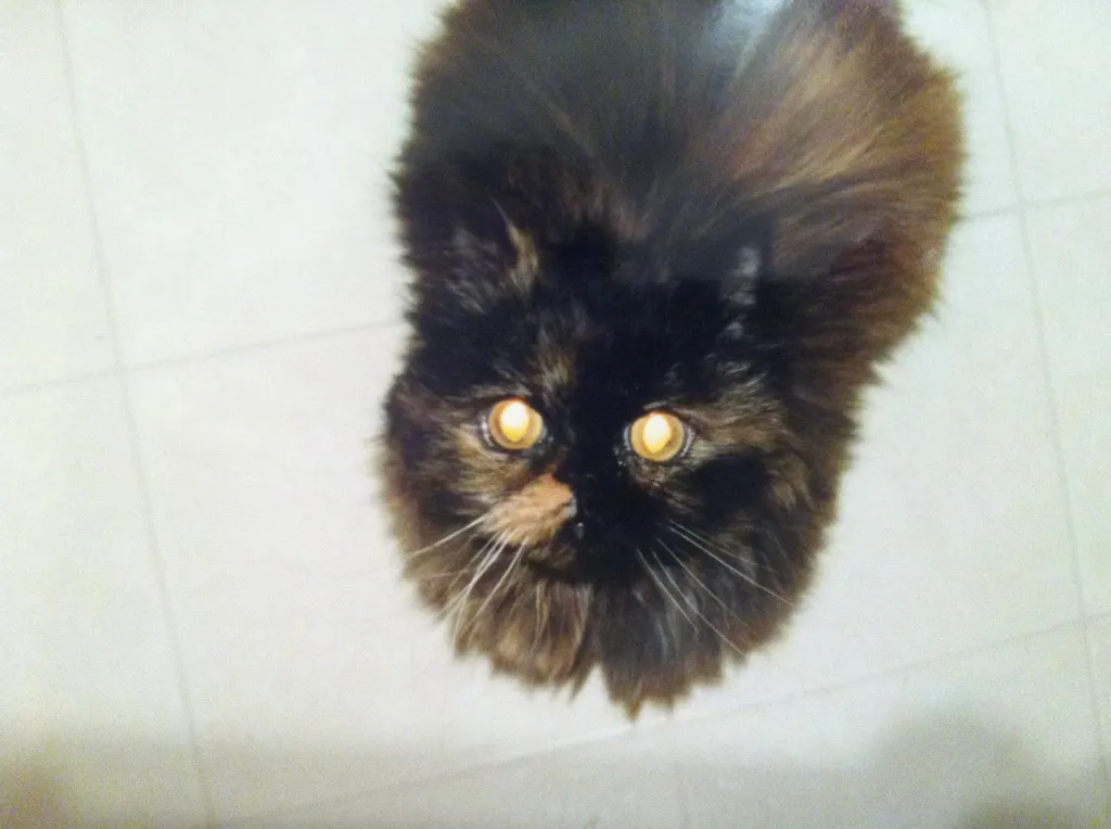 A pretty, long-haired black cate gazing up at the camera.